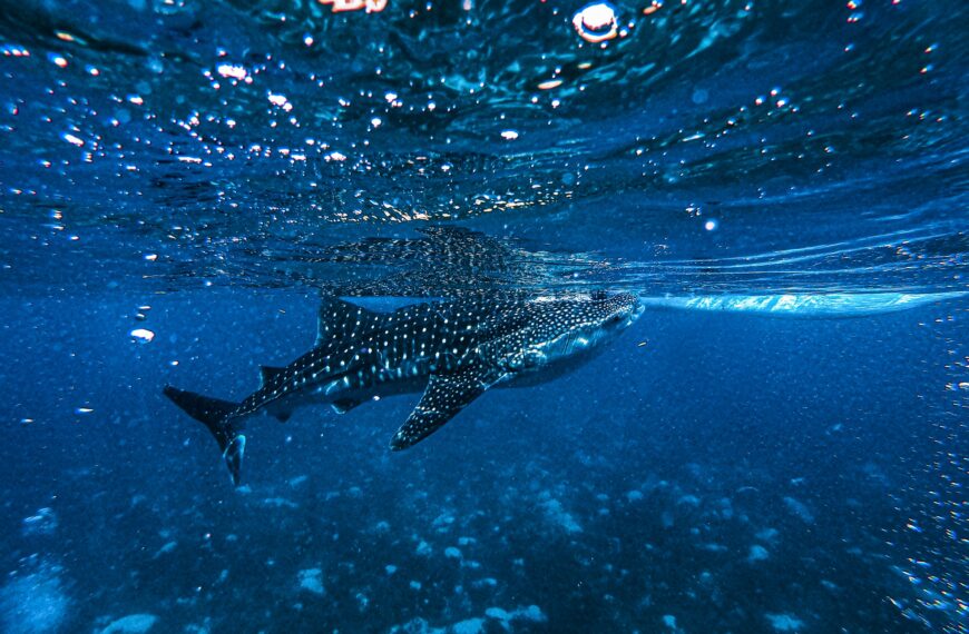 Crypto Whale Send Message With Massive…