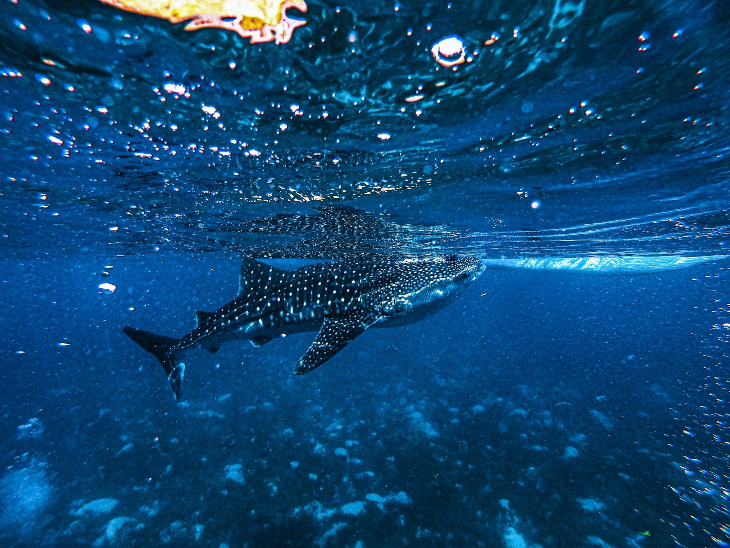 Crypto Whale Send Message With Massive 44M XRP Transfer